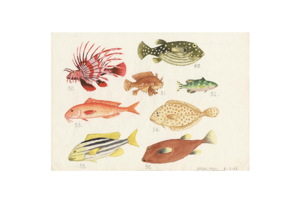 Segar Passi / Meriam Mir people / b.1942 / Fishes of Murray Island: number 49 to 56 1968 / Watercolour on paper / Margaret Lawrie Collection of Torres Strait Islands Material, John Oxley Library, State Library of Queensland. TR1791/294